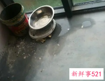 梦见室内进水寓意