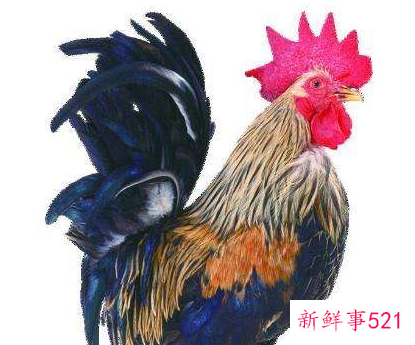 属鸡的人和什么属相相克