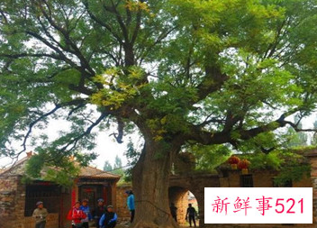 家门口种什么树旺宅