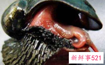 世界上什么动物壳最硬