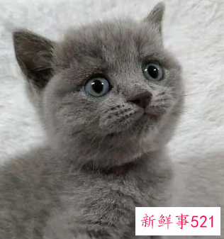 新手养猫基础知识蓝猫