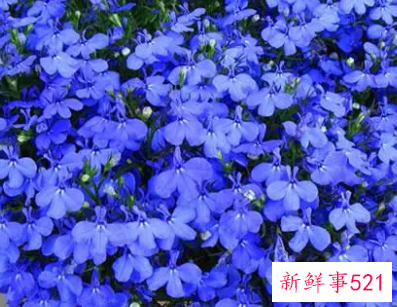 六倍利播种的几个时期与播种方法