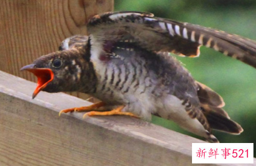 世界最臭名昭著的动物排行