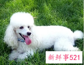 适合学生养的狗