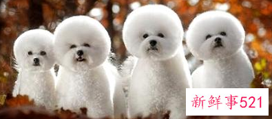 比熊犬智商排名第几