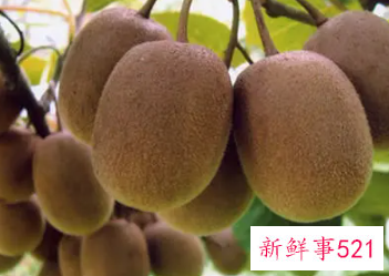 猕猴桃饭前吃好吗