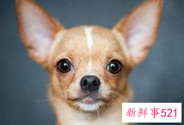 上班族养什么狗好养