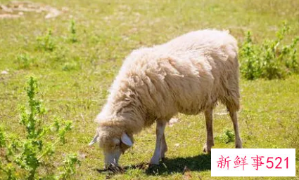 2021年属羊风水布局