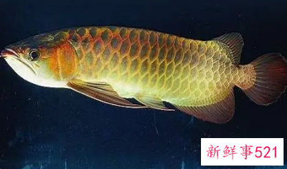 梦见发财鱼什么预兆