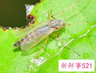 梦见一群小飞虫