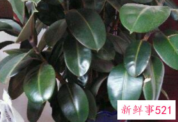 客厅最适合的盆栽植物