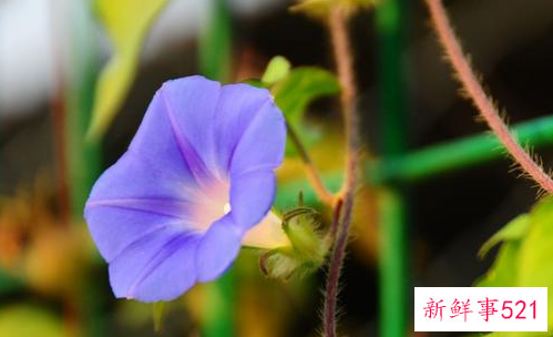 处暑诗词有哪些