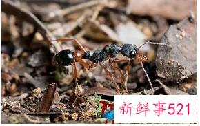 梦见被蚂蚁咬有什么征兆