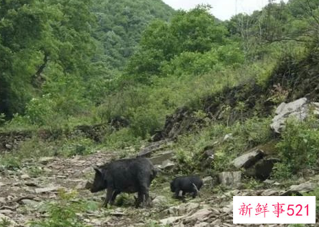 四川野猪泛滥成灾捕杀后能吃吗