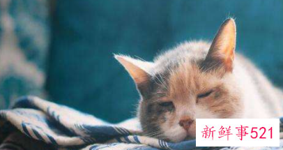 猫来家中有什么预兆