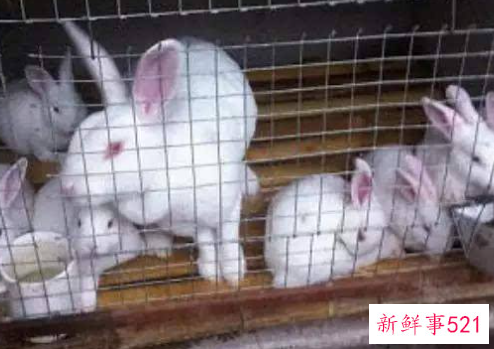 如何提高小小兔的成活率