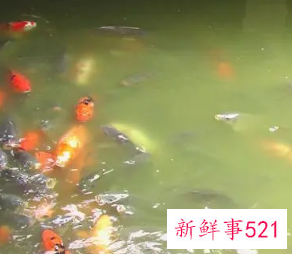 女人梦到自己在抓鱼吃鱼