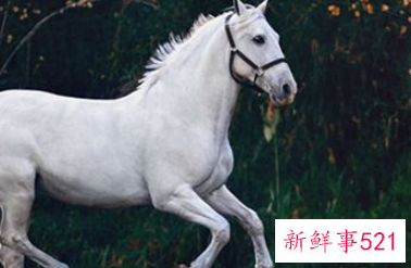 梦见骑马摔下来什么意思