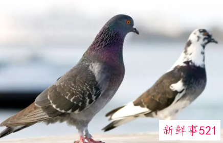 梦见一对鸽子是什么意思