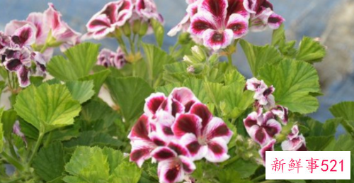 天竺葵的花语和寓意