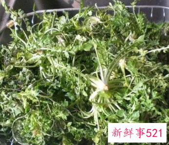 吃荠菜的坏处