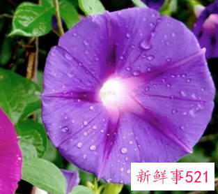 12星座专属花语