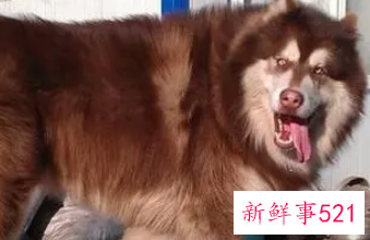 十种脾气最好的大型犬