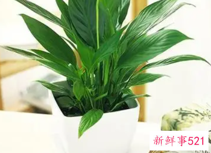 卧室里适合放什么植物