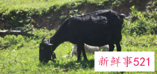 属羊人在牛年生孩子可以吗