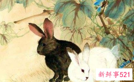 属鸡的人和什么属相相克