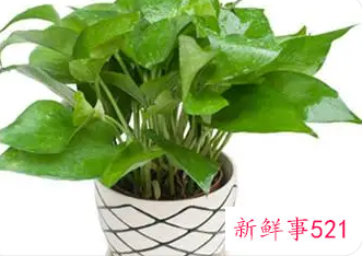 绿萝剪了还能长吗