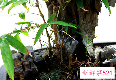 罗汉竹的栽培要点