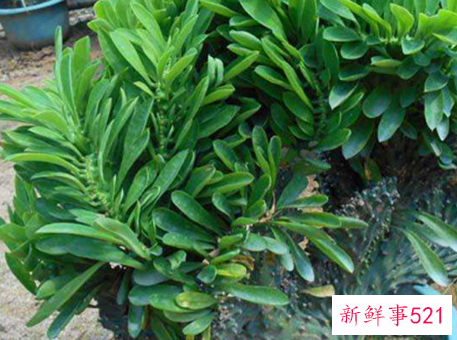 镇宅化煞的植物有哪些