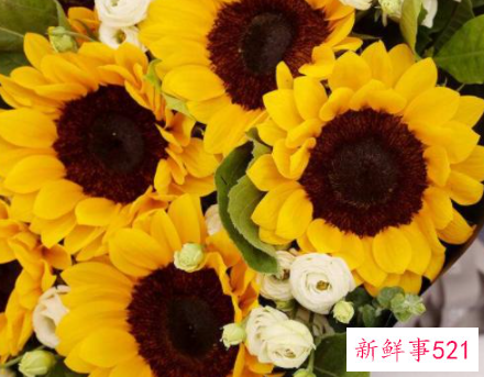 教师节适合送老师什么花