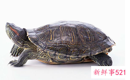 比较安静的宠物