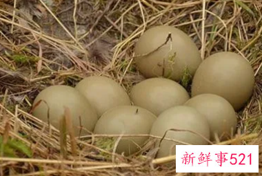 女人梦见一群鸡还有鸡蛋