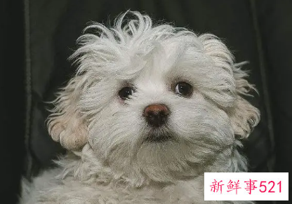 哈瓦那犬的性格特点