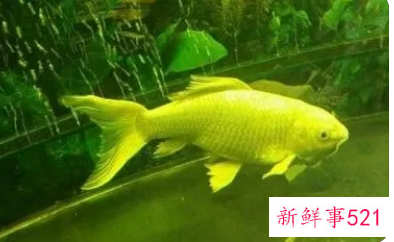 梦见发财鱼什么预兆