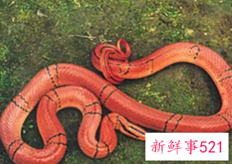 梦见红蛇在家里是什么意思