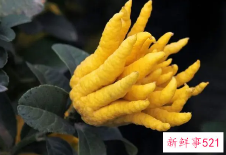 佛手对人体有什么样的作用