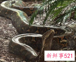 梦见抓住大蛇寓意