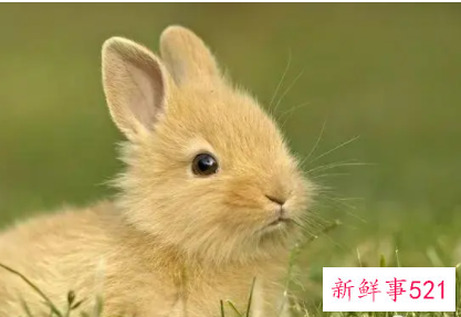 哪个生肖男偏爱属兔女