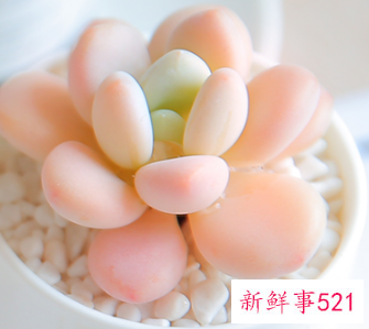 十二星座专属多肉