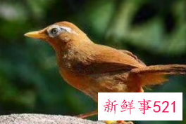 养什么小鸟便宜