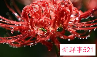 养彼岸花的方法