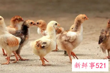 女人梦见一群鸡还有鸡蛋