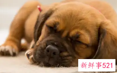 如何让狗狗不在家里大小便