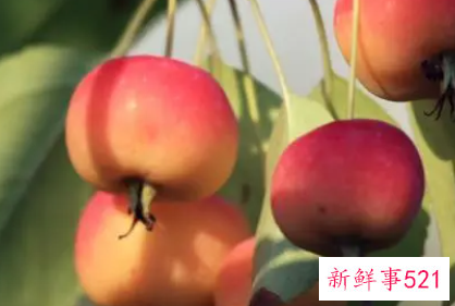 海棠果的功效与作用禁忌