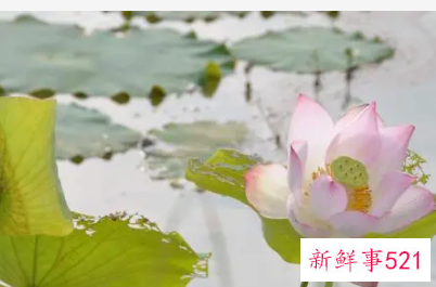 梦见心情好是什么意思