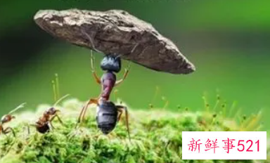 积极向上的励志句子